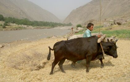 Ein Mann beim Pflügen mit einem Ochsenjoch in Zentralasien.